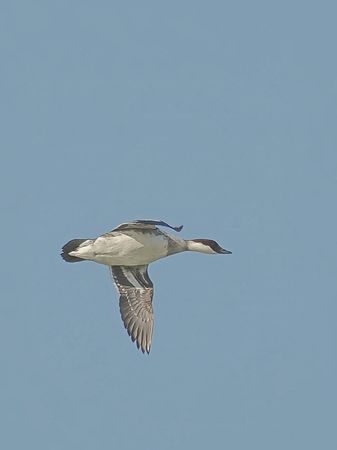 ▲▼茄萣溼地賞鳥             。（圖／高雄市茄萣區觀光發展協會提供）