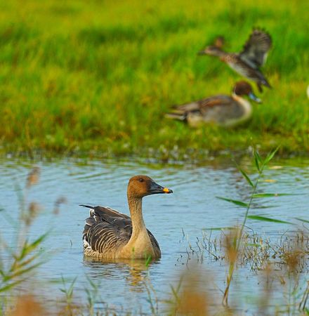 ▲▼茄萣溼地賞鳥             。（圖／高雄市茄萣區觀光發展協會提供）