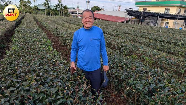 茶樹必須種在環境乾淨、空氣流通的地方，尤其風要大，茶廠老闆余金炘擔心附近一旦建焚化爐，茶葉品質受到污染。（圖／甯其遠攝）