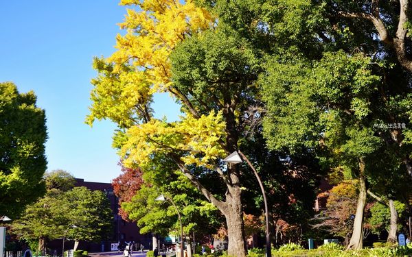 ▲▼日本第一座都市公園！百年歷史城市綠洲　動物園與神社亮點搶先看。（圖／Mika出走美食日誌提供）
