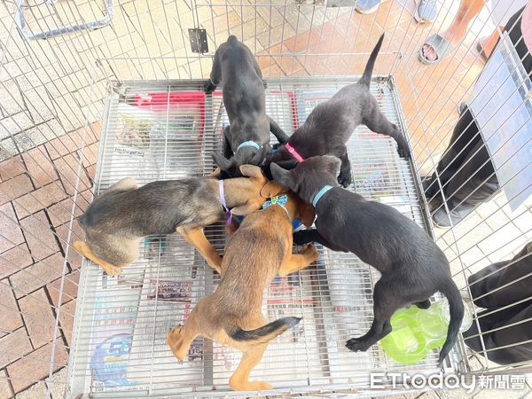 ▲▼動保處全年度不間斷的推出認養措施，其中以「公益櫥窗」計畫結合寵物業者，及辦理「為毛小孩找一個家」認養見面會，為流浪動物找尋幸福的家。（圖／記者吳世龍翻攝）