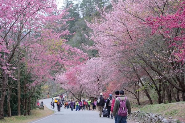 ▲雄獅旅遊推薦國內外賞櫻點。（圖／雄獅旅遊提供）