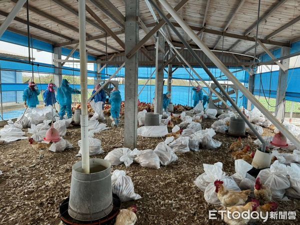 ▲雲林麥寮鄉一處土雞場確診H5N1亞型高病原性禽流感，執行64日齡紅羽土雞12375隻之撲殺銷毀作業。（圖／記者王悉宇翻攝）