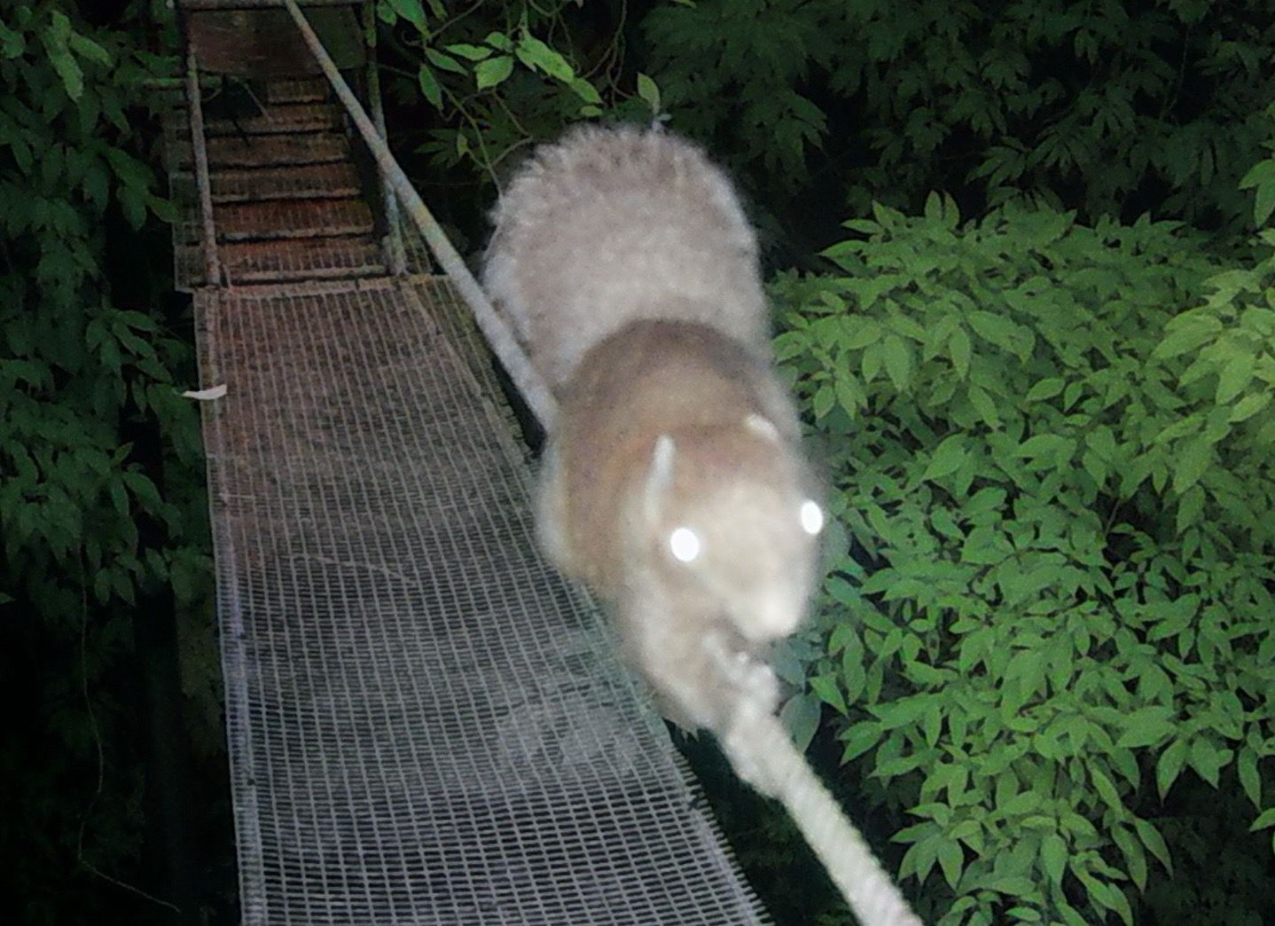 ▲新北農業局推防路殺 以動物角度拍攝紀錄片。（圖／新北市農業局提供）