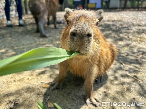 ▲台南頑皮世界野生動物園的年度盛事「第三屆大統領選拔賽」結果揭曉，人氣王水豚「豚寶」以壓倒性的34498票，連任2025年度頑皮世界大統領。（圖／記者林東良翻攝，下同）