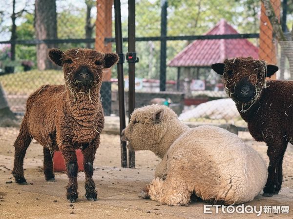 ▲台南頑皮世界野生動物園的年度盛事「第三屆大統領選拔賽」結果揭曉，人氣王水豚「豚寶」以壓倒性的34498票，連任2025年度頑皮世界大統領。（圖／記者林東良翻攝，下同）