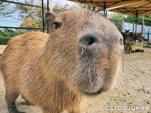 ▲台南頑皮世界野生動物園的年度盛事「第三屆大統領選拔賽」結果揭曉，人氣王水豚「豚寶」以壓倒性的34498票，連任2025年度頑皮世界大統領。（圖／記者林東良翻攝，下同）