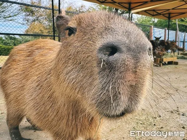 ▲台南頑皮世界野生動物園的年度盛事「第三屆大統領選拔賽」結果揭曉，人氣王水豚「豚寶」以壓倒性的34498票，連任2025年度頑皮世界大統領。（圖／記者林東良翻攝，下同）