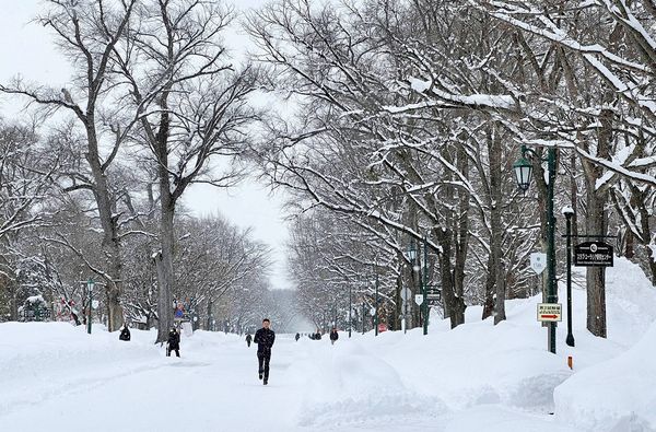 ▲▼北海道冬季遊首選！從札幌到旭岳　雪地美景與滑雪場一網打盡。（圖／CJ夫人提供）