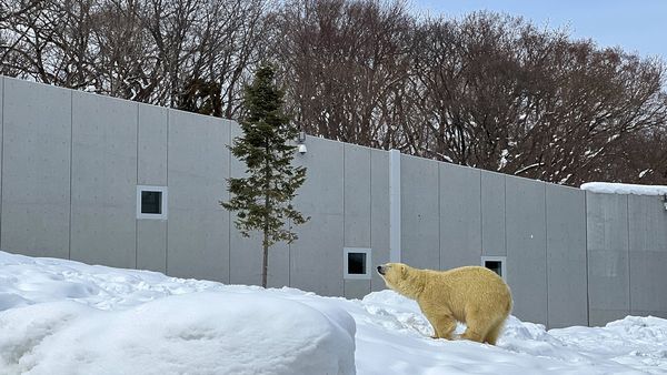 ▲▼北海道冬季遊首選！從札幌到旭岳　雪地美景與滑雪場一網打盡。（圖／CJ夫人提供）