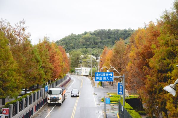 ▲▼埔里免門票落羽松景點，七成旅人都不知道的夢幻落羽松秘境。（圖／部落客黑皮提供）