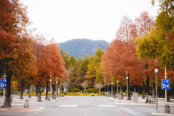 ▲▼埔里免門票落羽松景點，七成旅人都不知道的夢幻落羽松秘境。（圖／部落客黑皮提供）