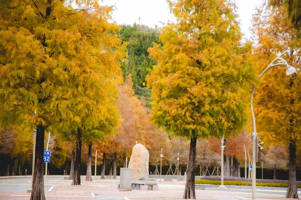 ▲▼埔里免門票落羽松景點，七成旅人都不知道的夢幻落羽松秘境。（圖／部落客黑皮提供）