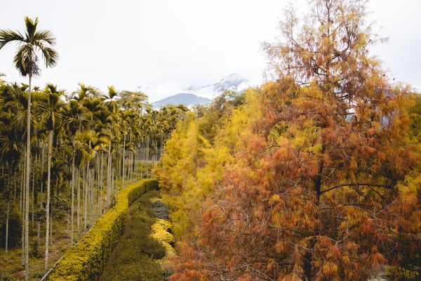 ▲▼埔里免門票落羽松景點，七成旅人都不知道的夢幻落羽松秘境。（圖／部落客黑皮提供）