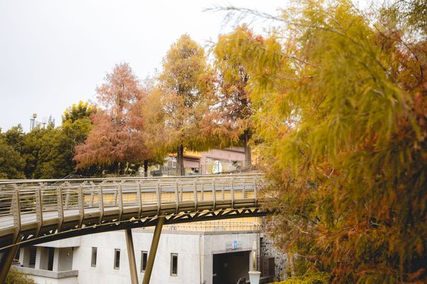 ▲▼埔里免門票落羽松景點，七成旅人都不知道的夢幻落羽松秘境。（圖／部落客黑皮提供）