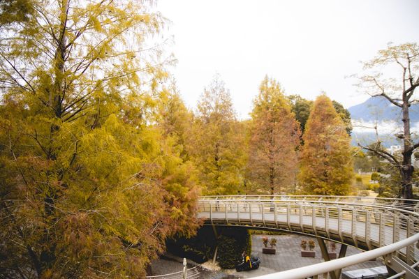 ▲▼埔里免門票落羽松景點，七成旅人都不知道的夢幻落羽松秘境。（圖／部落客黑皮提供）