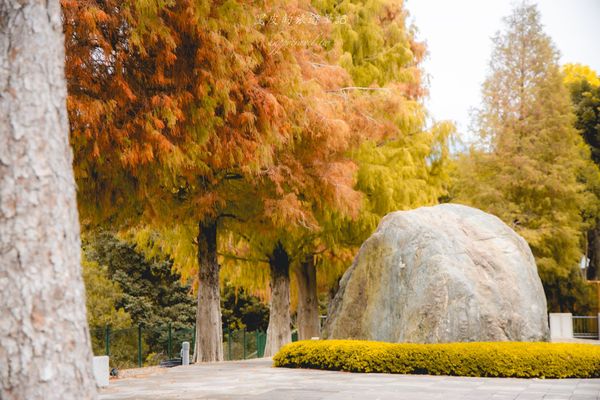 ▲▼埔里免門票落羽松景點，七成旅人都不知道的夢幻落羽松秘境。（圖／部落客黑皮提供）