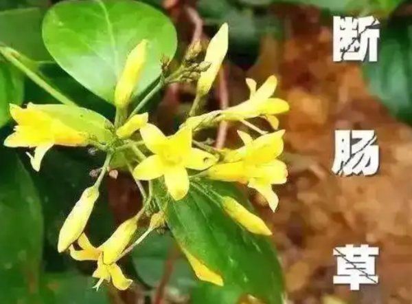 ▲▼斷腸草。（圖／翻攝自微博）