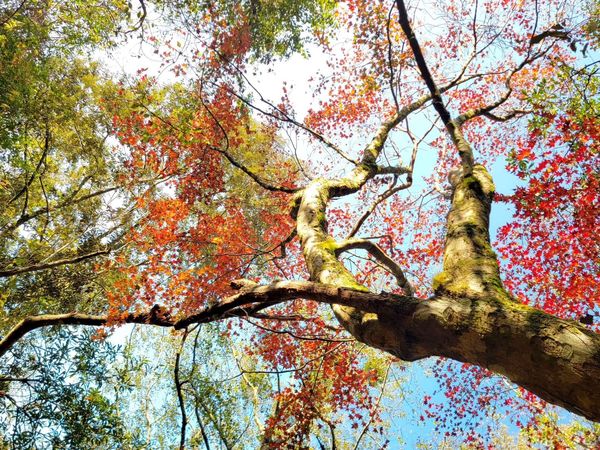 ▲北埔六塘,尖石鄉玉峰楓樹,尖石野溪溫泉,九芎湖落羽松,橫山韓屋大埤,霞喀羅古道照片授權陳國成。（圖／新竹縣政府提供）