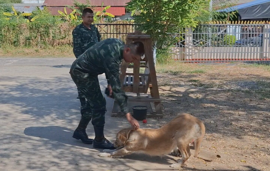 ▲▼愛犬誤把「炸彈當玩具」！叼給小主人玩丟球。（圖／翻攝自民意報）