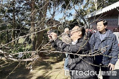 角板山梅花季開幕　桃園副市長蘇俊賓力推北台最大梅園