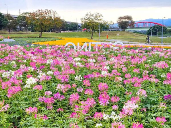 ▲古亭河濱花海去年12/30花況。（圖／網友蔡麗媛提供，請勿隨意翻拍，以免侵權）