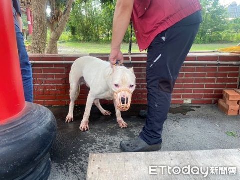 ▲瑞芳侯硐遛狗未繫牽繩犬咬浪貓。（圖／新北市動保處提供）