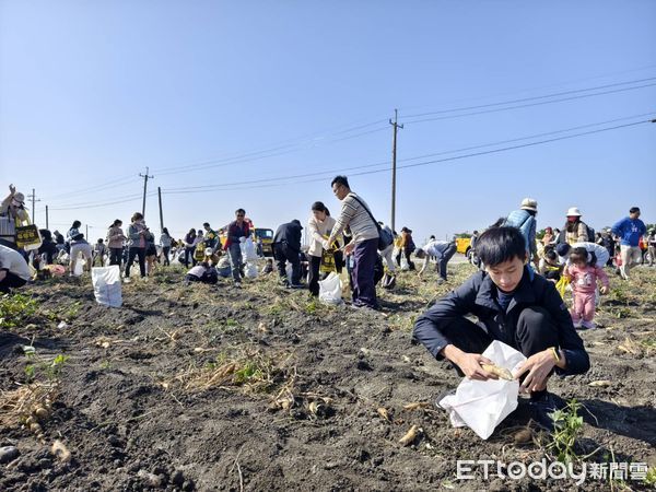 ▲台電雲林區處今日號召500位員工與家眷千餘人踏上水林鄉農田，接近大自然抒解平日工作身心壓力，親自動手採收香甜地瓜。（圖／記者王悉宇翻攝）