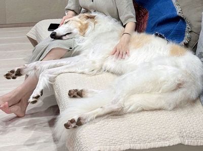 蘇俄牧羊犬「霸占爸爸大腿」　他苦笑接受這份沉重的愛