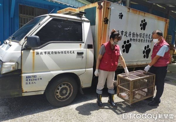 ▲鼬獾「偷吃地瓜」遭活逮　新北動保處救援讓牠重回大自然懷抱。（圖／新北市動保處）