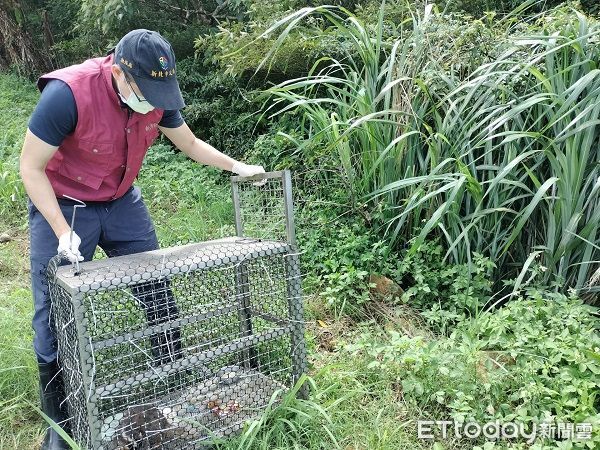 ▲鼬獾「偷吃地瓜」遭活逮　新北動保處救援讓牠重回大自然懷抱。（圖／新北市動保處）