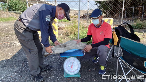 ▲林業保育署南投分署自即日起公告開放濁水溪流域漂流木撿拾。（圖／林業保育署南投分署提供，下同）