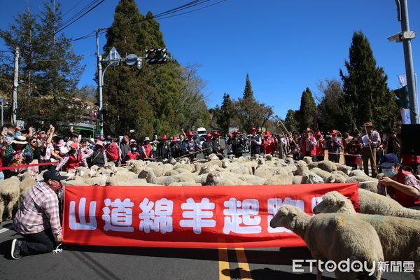 ▲清境農場將於2月14日舉辦「櫻舞飛羊-奔羊情人節」。（圖／清境農場提供）