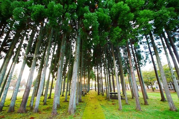▲▼日本秋田｜國際教養大學中嶋紀念圖書館。（圖／飛天璇授權提供）