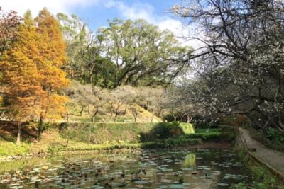 苗栗梅園秘境「華陶窯」花開僅10天！