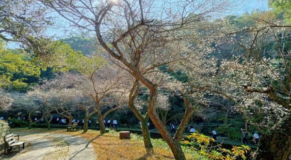 ▲苗栗苑裡鎮「華陶窯」梅花。（圖／華陶窯提供）