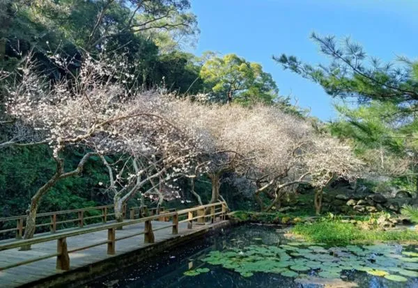 ▲苗栗苑裡鎮「華陶窯」梅花。（圖／華陶窯提供）