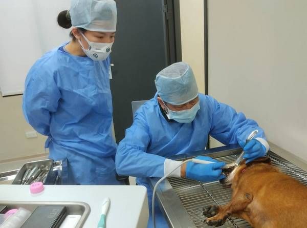 ▲桃園動保處「獸醫師節」感恩獸醫師