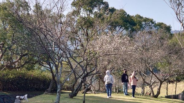 ▲桃園「角板山行館」梅花開3、4成了，風管處於梅園旁步道設置「感應式照明系統」。（圖／桃園市風管處提供）