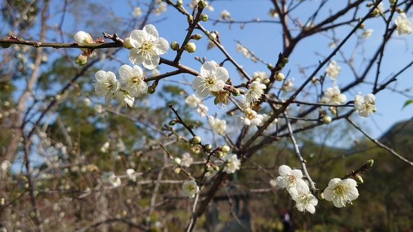 ▲桃園「角板山行館」梅花開3、4成了，風管處於梅園旁步道設置「感應式照明系統」。（圖／桃園市風管處提供）