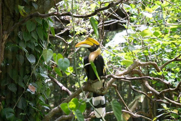 雙角犀鳥紅目與白目。（圖／台北市立動物園提供）