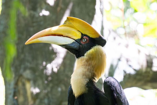 雙角犀鳥紅目與白目。（圖／台北市立動物園提供）