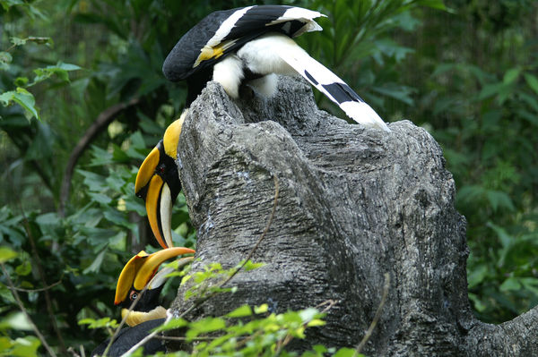 雙角犀鳥紅目與白目。（圖／台北市立動物園提供）