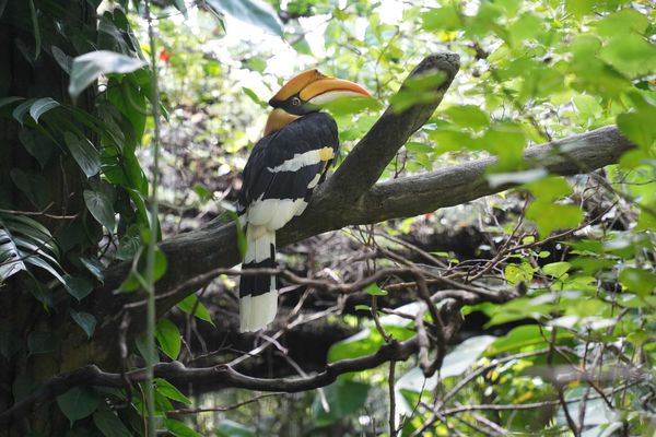 雙角犀鳥紅目與白目。（圖／台北市立動物園提供）