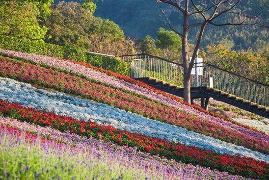 ▲北投三層崎花海1/17開幕。（圖／公園處提供）