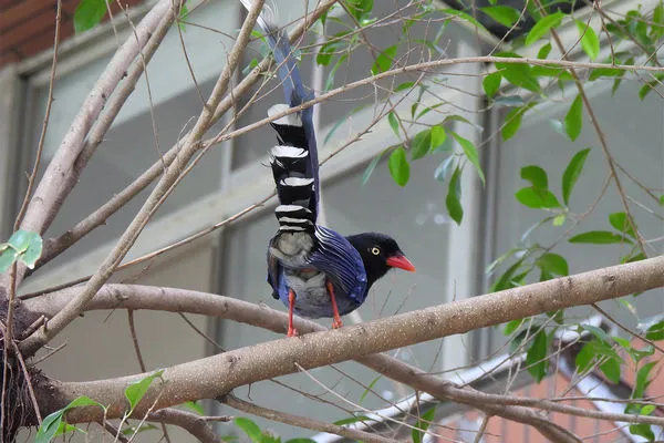 ▲中央大學校園153種動物