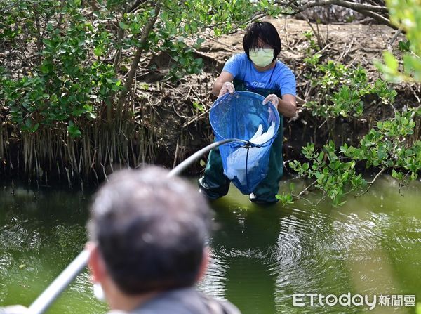 ▲台南已成為黑面琵鷺在台灣最大的棲息覓食場所，更代表台南在棲地的環境優化逐漸顯現。（圖／記者林東良翻攝，下同）