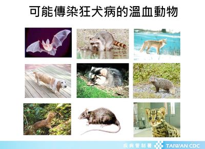 前往開發中國家旅遊　北榮分院助您遠離「狂犬病」致命風險