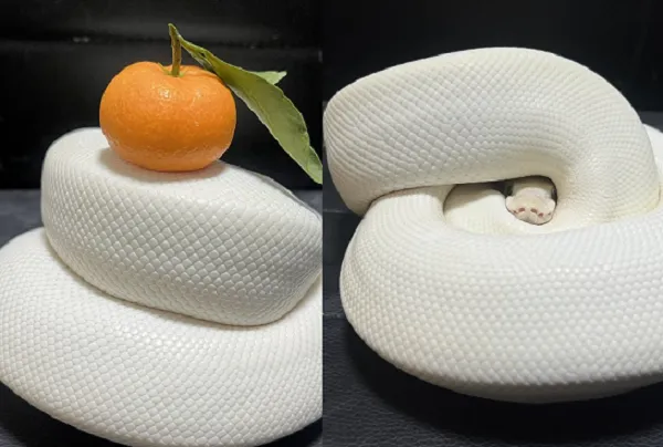 ▲白蛇捲成球「扮演鏡餅」頭頂橘子　從中間探頭萌翻網友。