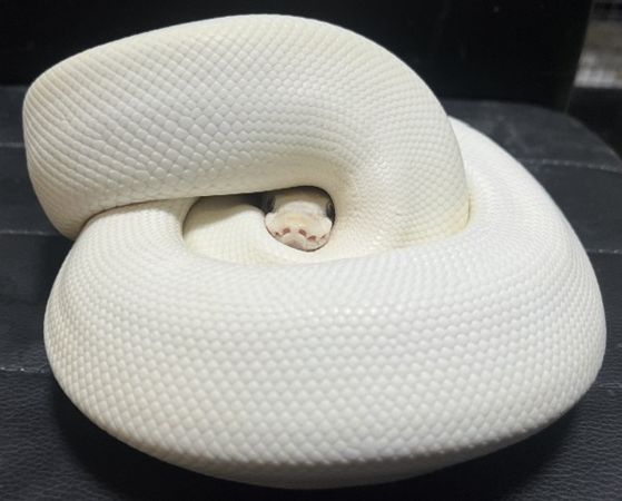 ▲白蛇捲成球「扮演鏡餅」頭頂橘子　從中間探頭萌翻網友。（圖／翻攝自X／@pso_togi）